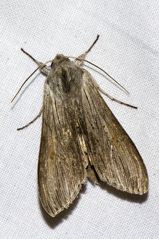 Cucullia (Cucullia) chamomillae ?